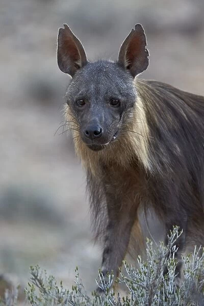 Brown hyena (Hyaena brunnea) (formerly Parahyaena brunnea), Kgalagadi Transfrontier