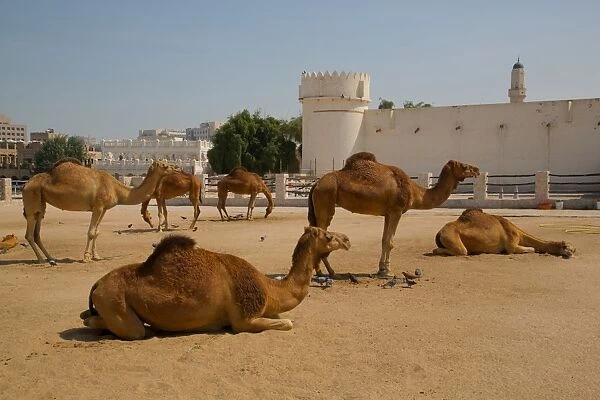 Camels in Camel Souq, Waqif Souq, Doha, Qatar, Middle East