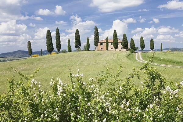 Farm house with cypress trees, near Pienza, Val d Orcia (Orcia Valley), UNESCO World Heritage Site