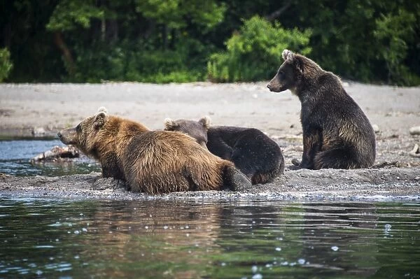 Kamchatka brown bears (Ursus arctos beringianus), Kurile lake, Kamchatka, Russia, Eurasia