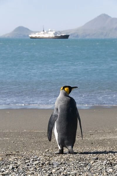 King penguin, Moltke Harbour, Royal Bay, South Georgia, South Atlantic