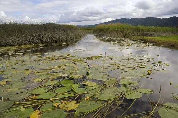 Lake Cerknica shrunken to narrow channels choked with yellow water lily leaves (Nuphea lutea) in summer, slovenia, slovenian, europe, european
