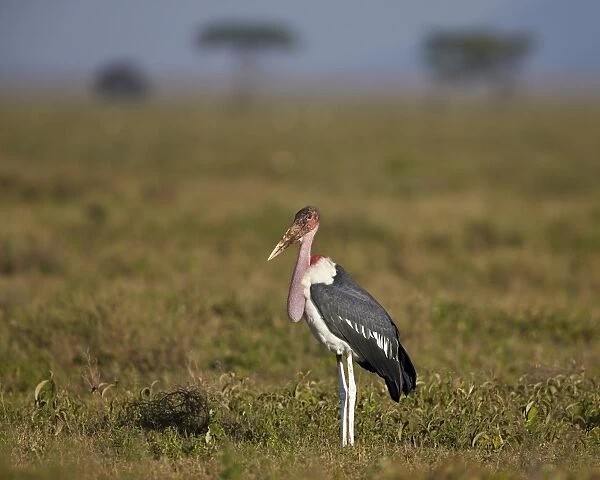 Marabou stork (Leptoptilos crumeniferus), Ngorongoro Conservation Area, UNESCO World Heritage Site