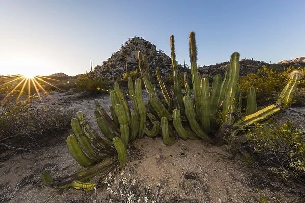 Open Sonoran desert at sunset near Mision de San Francisco de Borja, Baja California