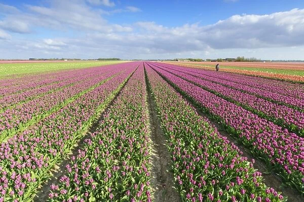 Pink tulips in field, Yersekendam, Zeeland province, Netherlands, Europe