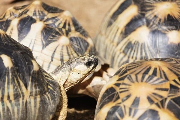 Radiated tortoise, critically endangered in the wild, Ivoloina Zoological Park, Tamatave