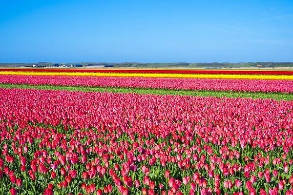 Rows of colorful flowering tulips in a bulb field in spring, Den Helder, North Holland
