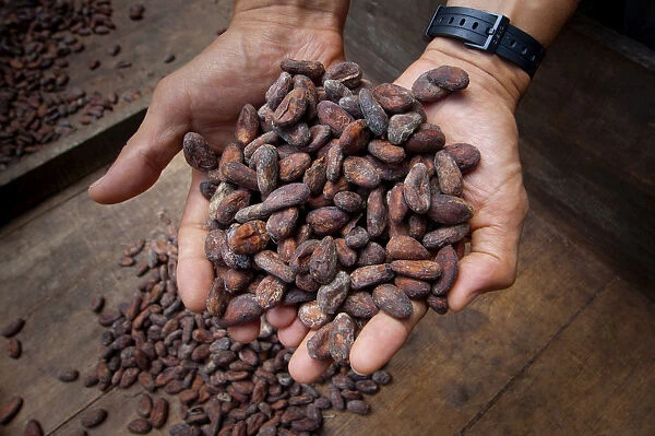 Costa Rica, La Virgen de Sarapiqui, Handful Of Drying Cocoa Beans, Tirimbina Biological