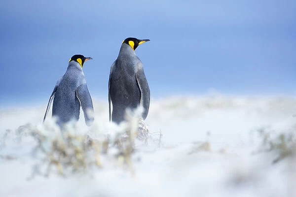 King penguins standing in a sand storm, Volunteer Point, East Falkland, Falkland Islands