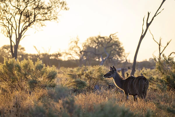 Kudu, Moremi Game Reserve, Botswana