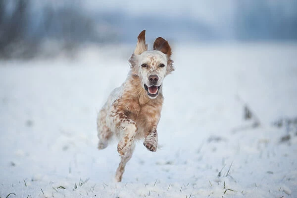 Lombardy, Italy, Europe. An english setter dog is running on a snow covered field