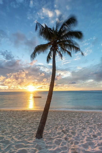 a palm tree photographed at sunset, on the beach of Le Morne, Black River distric