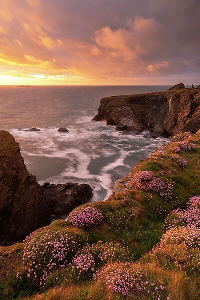 Sunset over the wildflower coloured cliffs of North Cornwall, England. Spring (May) 2021