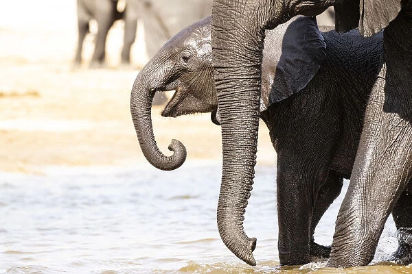 Young Elephant, Chobe River, Chobe National Park, Botswana