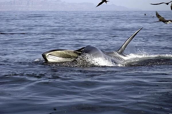Brydes whale (Balaenoptera edeni) lunge feeding Brydes whale Gulf of California. (RR)