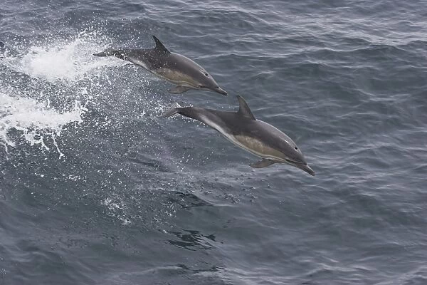 Two Common dolphins porpoising (Delphinus delphis) Barra Head, Scotland, UK (RR)