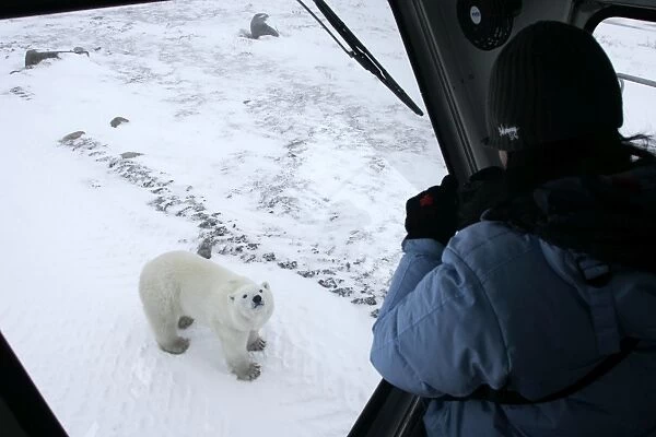 Curious Polar Bear (Ursus maritimus) inspects the photographer near Churchill, Manitoba, Canada