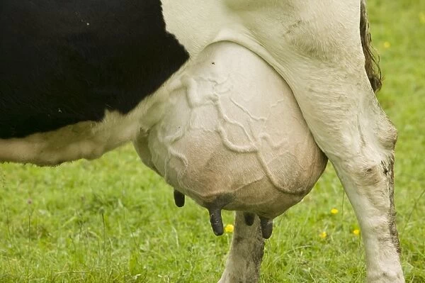 A dairy cow with a full udder
