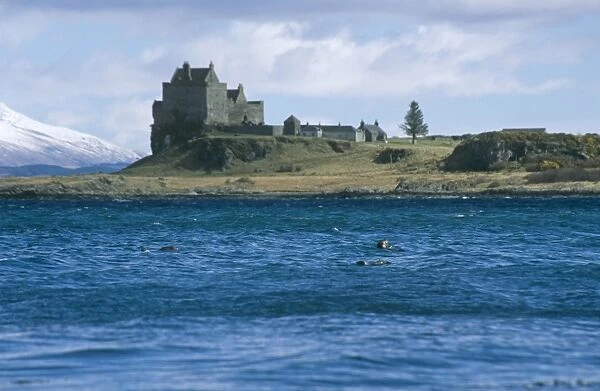 Eurasian river otters (Lutra lutra) by Duart castle. Duart Castle has been the home of the Clan Maclean since the 14th century. Isle of Mull, Scotland