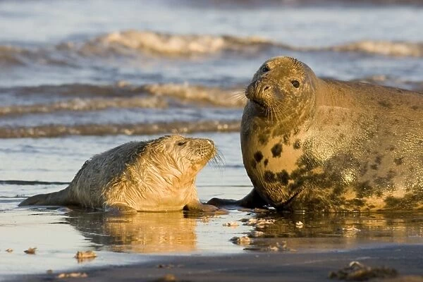 Grey Seal (Halichoerus grypus) pup in lanugo coat next to mother, Lincolnshire, UK (RR)