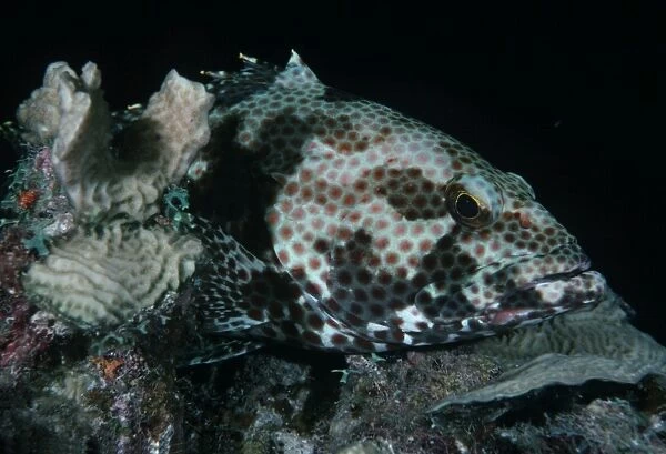 Grouper (Cephalopholis sp. ). Caribbean
