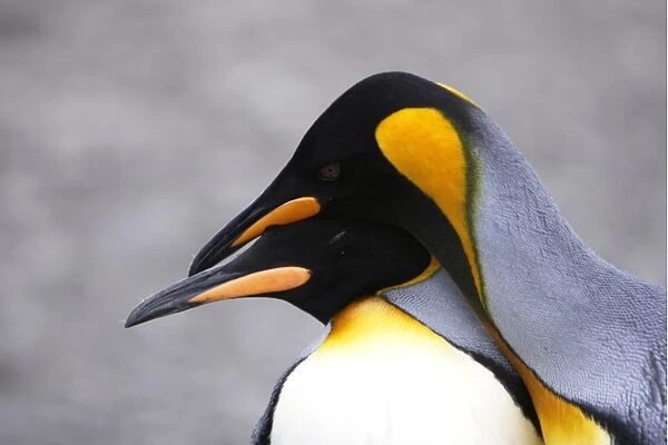 King penguin (Aptenodytes patagonicus) pair courtship in colony of nesting animals numbering between 70, 000 and 100, 000 nesting pairs on Salisbury Plain on South Georgia Island, South Atlantic Ocean