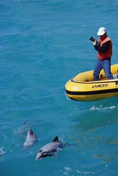 New Zealand Whale and Dolphin Trust working with Hectors dolphins (Cephalorhynchus hectori)