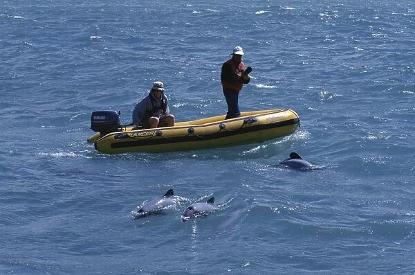 New Zealand Whale and Dolphin Trust working with Hectors dolphins (Cephalorhynchus hectori) Akaroa, South Island: New Zealand