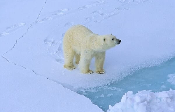 Polar Bear (Ursus Maritimus) on cracking sea ice. Rijpfjorden, Svalbard