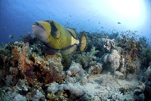 Titan Trigger fish (Balistoides viridescens), swimming over colourful coral reef with blue water and small fish in background, Red Sea