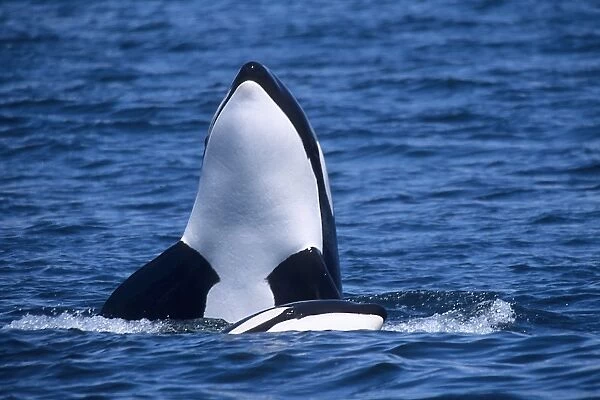 Transient, Killer whale, Orcinus orca, spy hop, Monterey bay, California, Pacific ocean, USA, National marine
