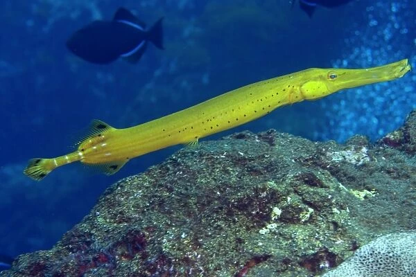 Trumpetfish, Aulostomus maculatus, yellow phase, St. Peter and St. Paul rocks, Brazil, Atlantic