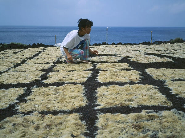 10005208. JAPAN Izu Islands Fishing Woman tending seaweed drying in the sun