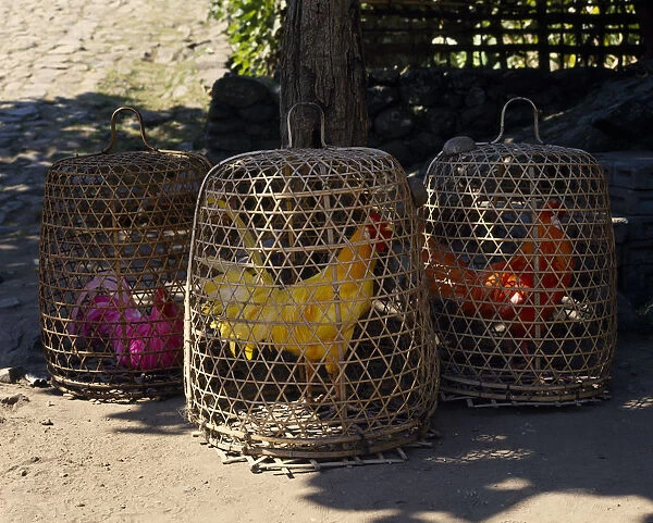 10031708. INDONESIA BALI Three coloured fighting cocks in individual baskets