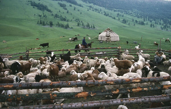 20043229. CHINA Xinjiang Province Kazakh nomads herding goats and sheep in summer pastures