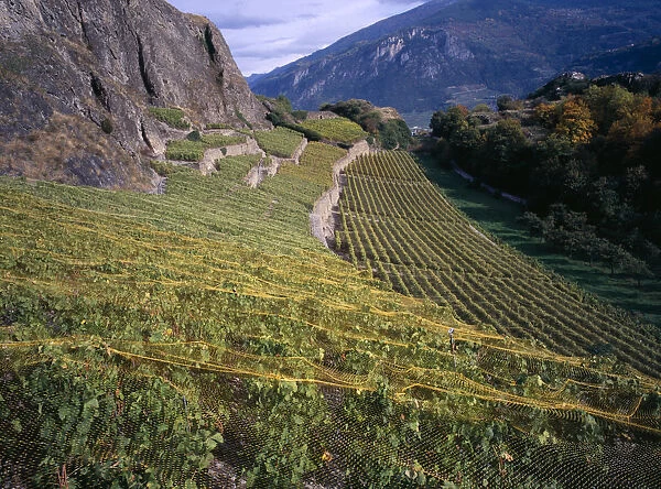 20084868. SWITZERLAND Valais Sion Small vineyard between the ruined fort of Tourbillon