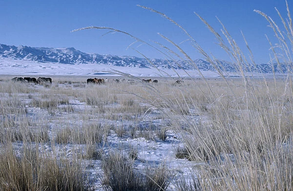 20087105. MONGOLIA Gobi Desert Mid-winter on Bigersum negdel collective