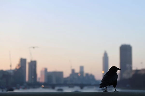 A crow sits on Westminster Bridge at dawn, in London