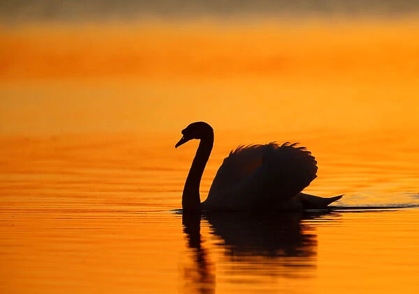 A mute swan swims during sunset in a lake near the town of Vileika