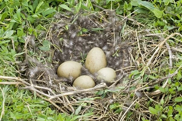 Eider Smateria mollissima nest and eggs on nest Inner Farne Farne Islands Northumberland