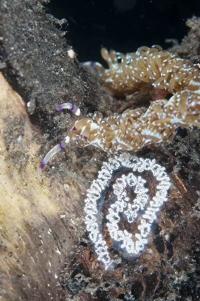 Aeolid Seaslug (Pteraeolidia ianthina) adult, beside eggs, Lembeh Straits, Sulawesi, Sunda Islands, Indonesia, November