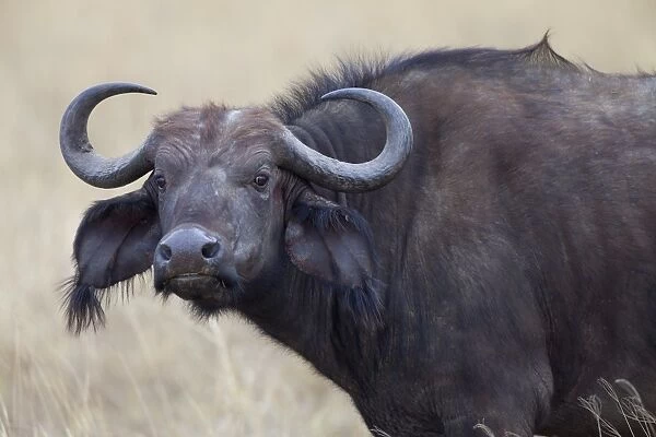 African Buffalo (Syncerus caffer) adult female, close-up of head, Ngorongoro Crater, Tanzania, november