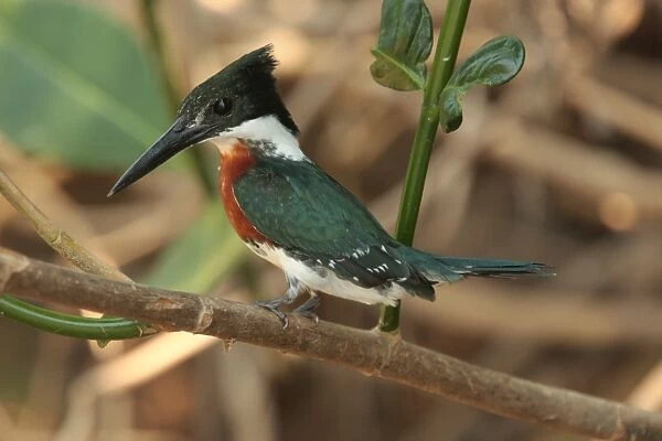 Amazon Kingfisher (Chloroceryle amazona) adult male, perched on twig, Cuiaba River, Mato Grosso, Brazil, september