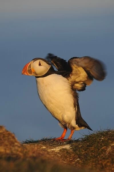 Atlantic Puffin (Fratercula arctica) adult, breeding plumage, flapping wings, standing on clifftop, Latrabjarg