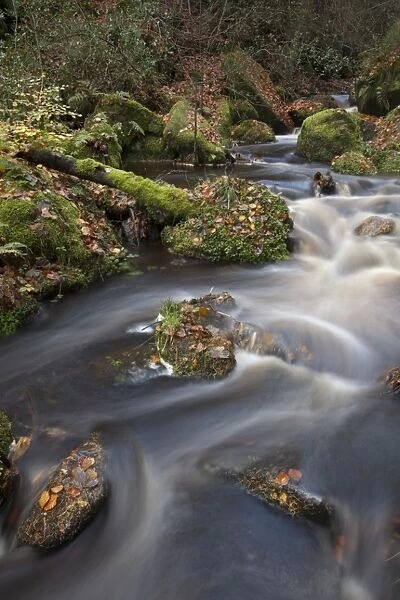 Cascades on upland stream in woodland habitat, Wyming Brook, Sheffield, South Yorkshire, England, november
