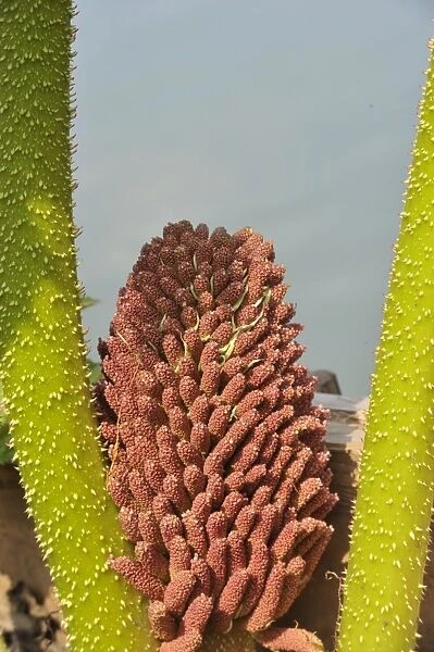 Chilean Gunnera (Gunnera tinctoria) close-up of flowerspike
