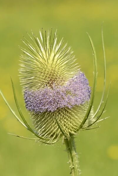 Common Teasel (Dipsacus fullonum) close-up of flowerhead, Oxfordshire, England, July