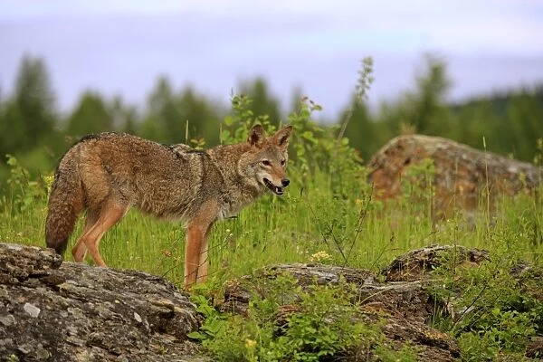 Coyote (Canis latrans) adult, standing on rocks, Montana, U. S. A. june (captive)