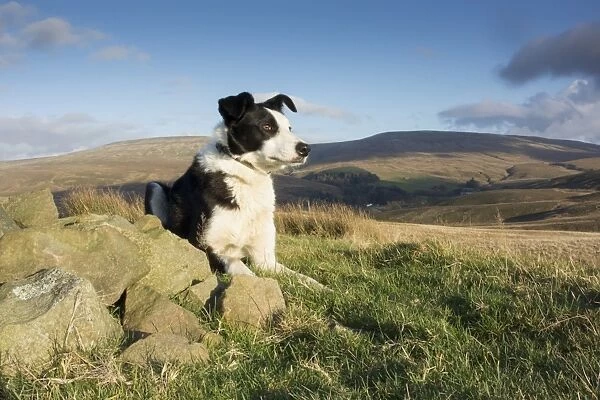 Domestic Dog, Border Collie, working sheepdog, adult, laying on moorland, waiting instruction from shepherd, Cumbria