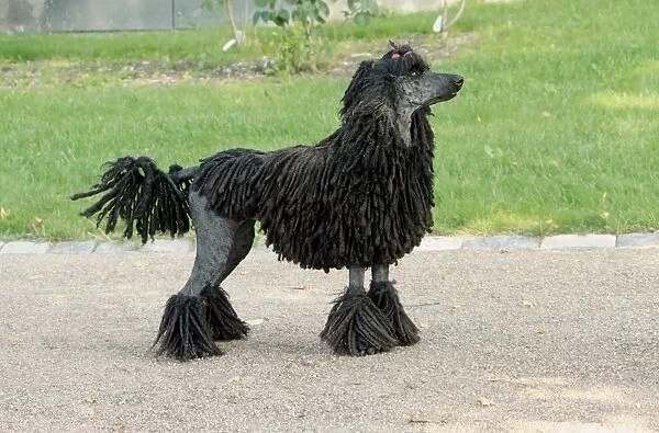 Domestic Dog, Corded Standard Poodle, adult, standing